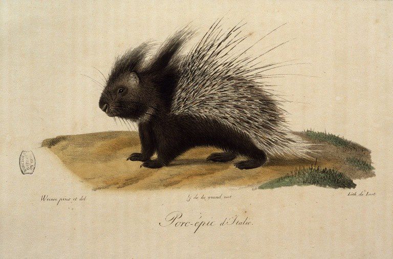 Gravures anciennes de mammifères tirées de Wermer, dess.. [Illustrations de Histoire naturelle des mammifères].
http://gallica.bnf.fr