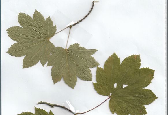 Herbier Acer cucinatum Erable liane :...