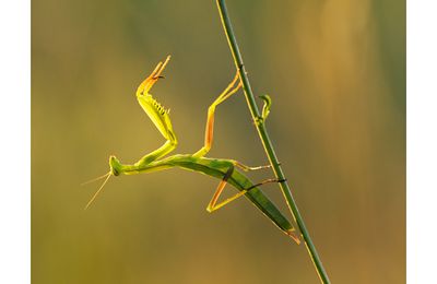 La danseuse immobile