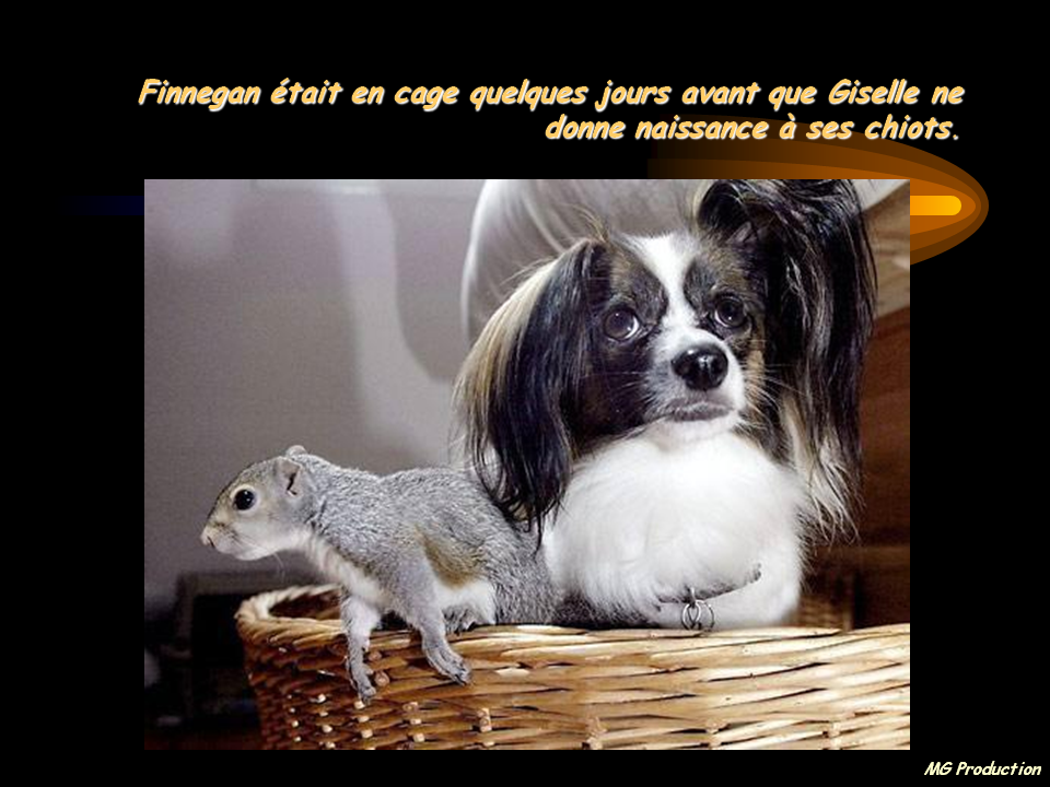 Album - Le petit écureuil