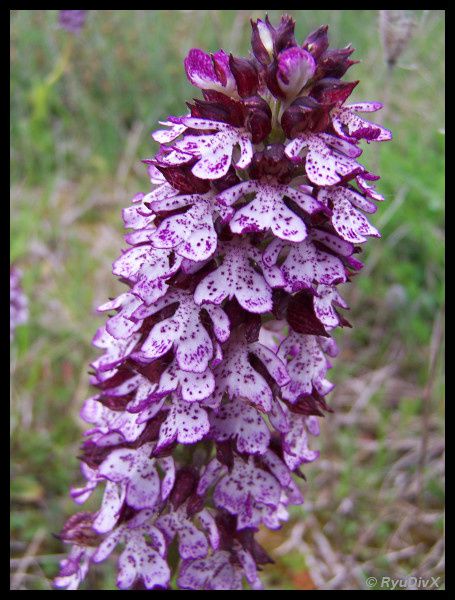 Orchis-purpurea