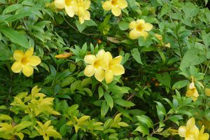 La fleur du mercredi : l'allamanda cathartica
