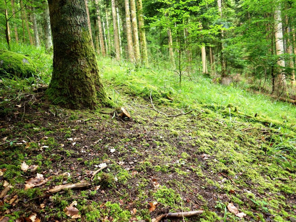 Sortie mycologique / Haut-Rhin / juin 2016. 2018 / cèpe d'été / bolet porphyre 