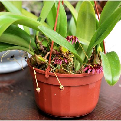 Bulbophyllum conccineum purpureum