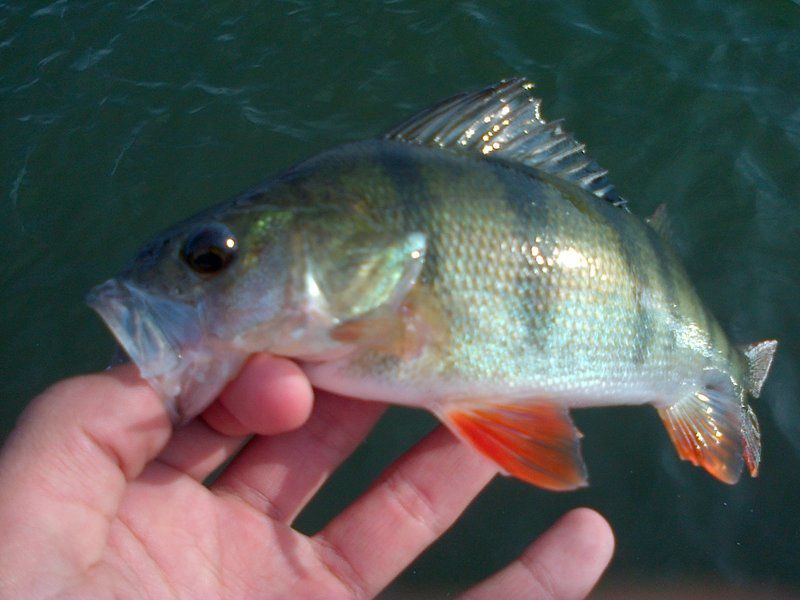 2012 est déja commencer et les fish ne tardent pas à montrer leurs nageoires