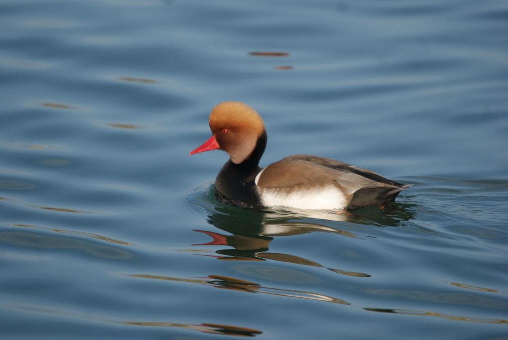 Nette rousse à Estavayer (suisse) janvier 2014