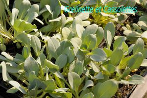 Plante Huître, Ail des Ours, Stevia... voici où les trouver facilement !