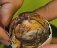 Veedz te fait découvrir les œufs de canards fertilisés