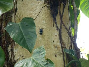 COSTA RICA - accueil touristique dans la jungle - &quot;Bolita&quot;