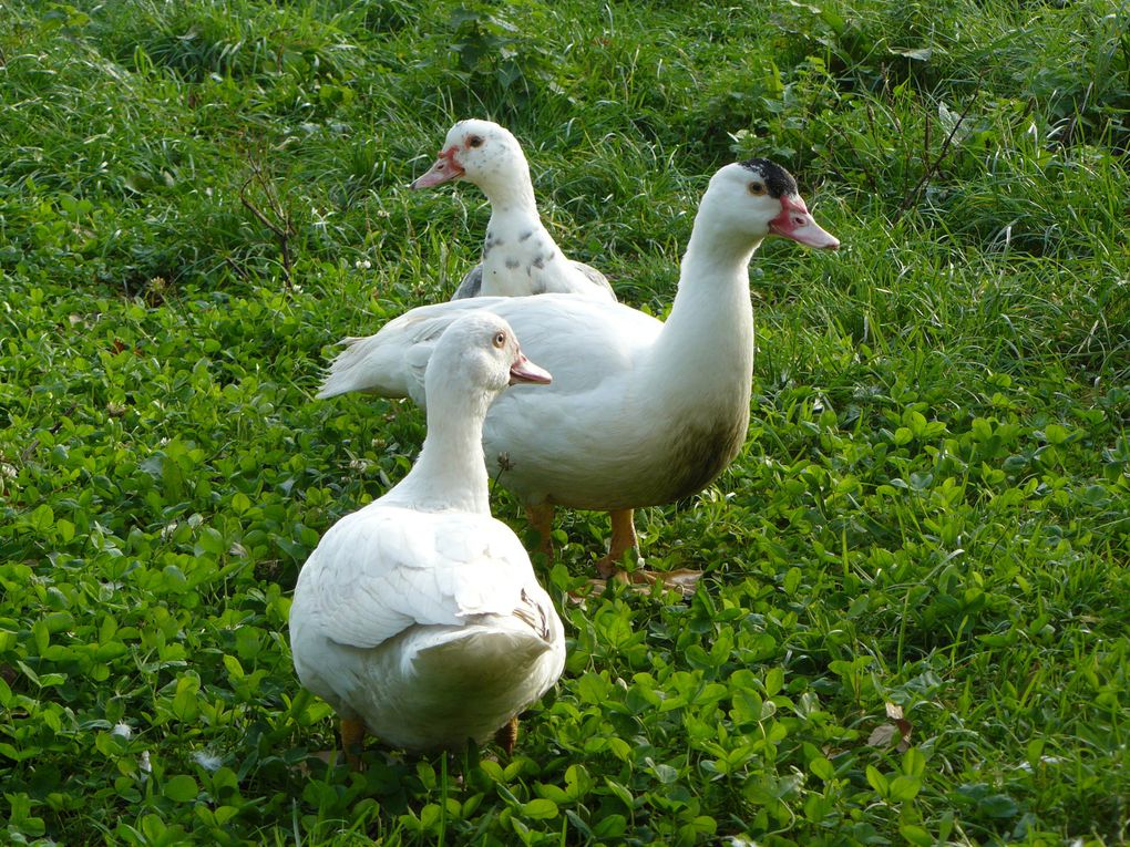 Album - Canards de Barbarie