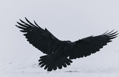 signification du crâne de corbeau
