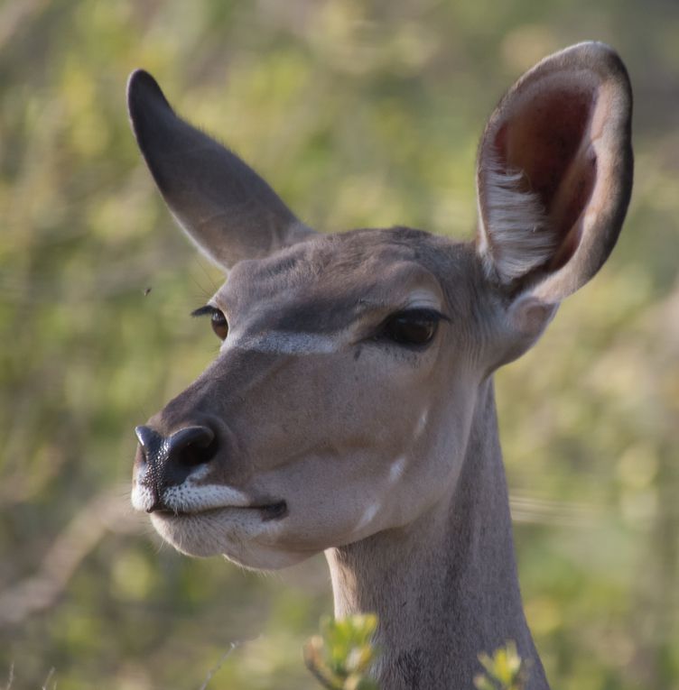 BOTSWANA 2015 - Galerie de portraits