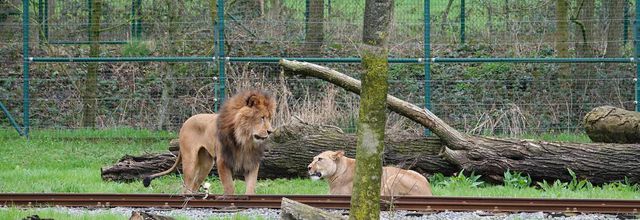 La rencontre entre les lions Nestor et Maya à Bellewaerde tourne au drame