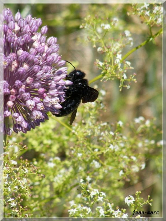 Album - Les-insectes