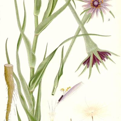 Le salsifis, une plante à (re) découvrir