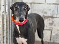 levrier galga d'Espagne a adopter sous contrat associatif sos chiens galgos