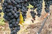 #Petit Verdot Producers San Francisco Bay California Vineyards 
