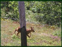 La chasse comme je l'aime