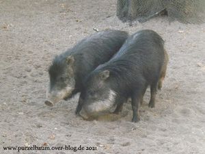 Fotografische Impressionen aus dem Zoo