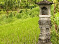 Sur la route entre Amed et Padangbai : rizières en terrasse aux abords de Tirta Gangga