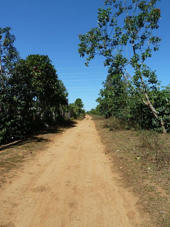 Album - Laos-boloven