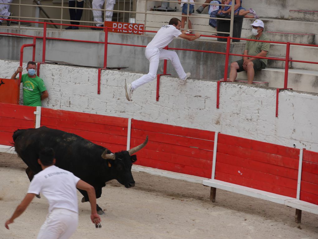 course de taureaux jeunes le 18 septembre 2020