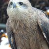 Black Kite