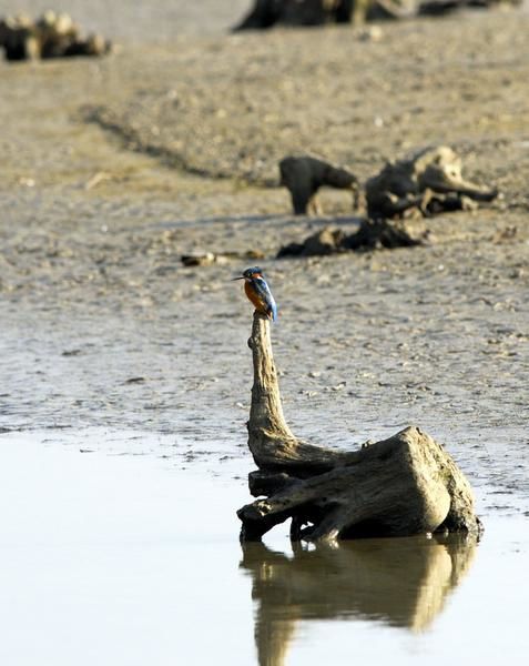 Photos d' animaux&nbsp; prises dans le Parc Naturel de la For&ecirc;t d'Orient