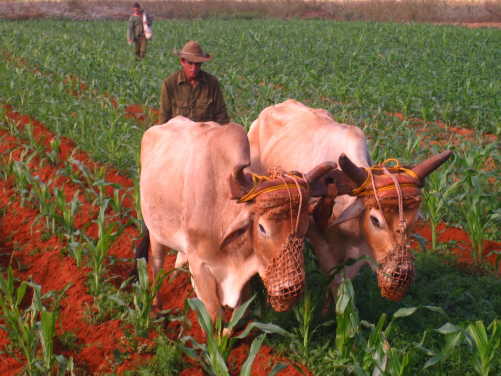 Album - Cuba 2008