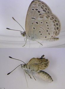 BBC News: 'Severe abnormalities' found in Fukushima butterflies