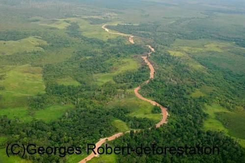 Une série d'image du véritable massacre écologique qui est en cours à Bornéo. Exploitation des bois précieux, du charbon de bois, plantation de palmiers à huile... Un sacré cocktail...!