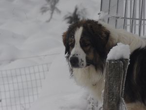 alternance de jours avec ou sans neige jusqu'à son installation complète pendant de nombreuses semaines