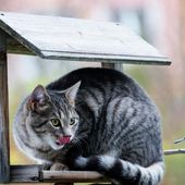 Les chats domestiques sont-ils une "catastrophe pour la biodiversité" ?
