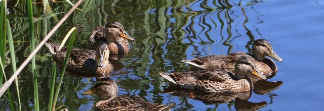 L'étang aux canards
