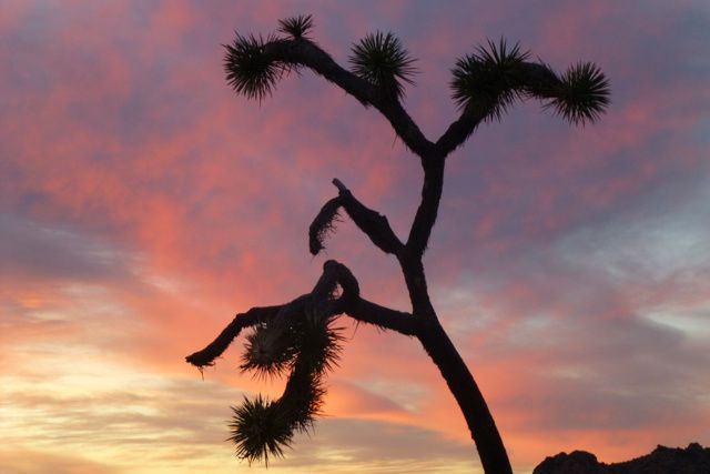 Anza Borrego