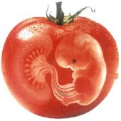 Une étude révéle que 100% des femmes et des foetus sont contaminés avec des composés OGM nocifs - MOINS de BIENS PLUS de LIENS