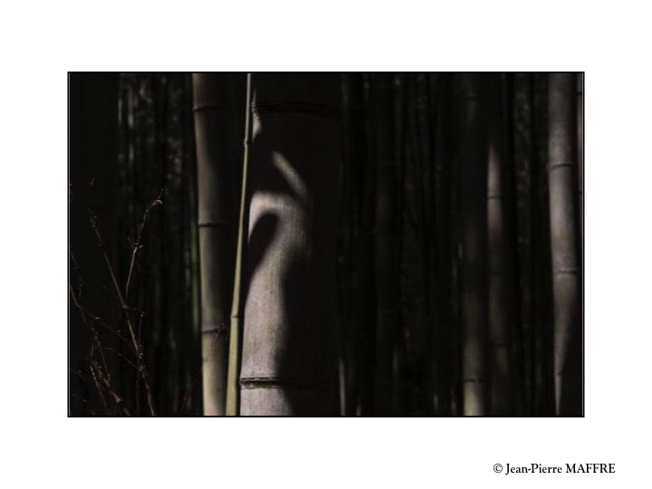 La bambouseraie d'Arashiyama est le nom usuel donné à la forêt de bambous géants de Sagano, située près du pont Togetsukyo au nord-ouest de Kyoto.