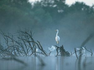 Le lac de Grand Lieu, un site exceptionnel