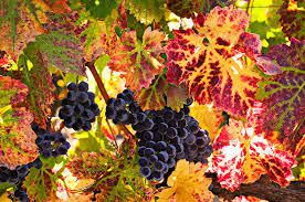 #Cabernet Franc Producers North Coast California Vineyards 