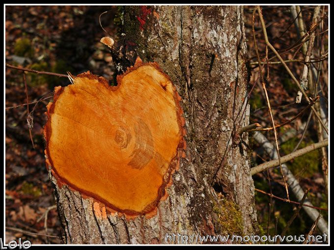 Album - photo-du-blog-11