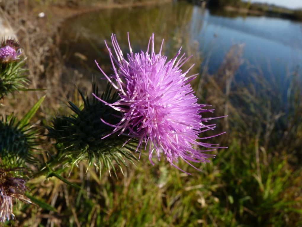 Gros plan sur les fleurs de notre jardin