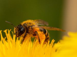 Boudons et abeilles sur des fleurs de pissenlit.