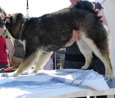 EXPOSITIONS CANINES 2011 Akita inu / shiba inu / spitz / loulous / loups / chiens du groupe 5 / chiens nordiques / chiens rares / beaux chiens