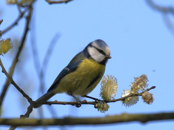 Mésange bleue dans un arbre à chatons...même pas peur !