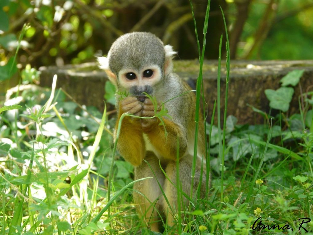 Album - La vallée des singes - 17.06.2012