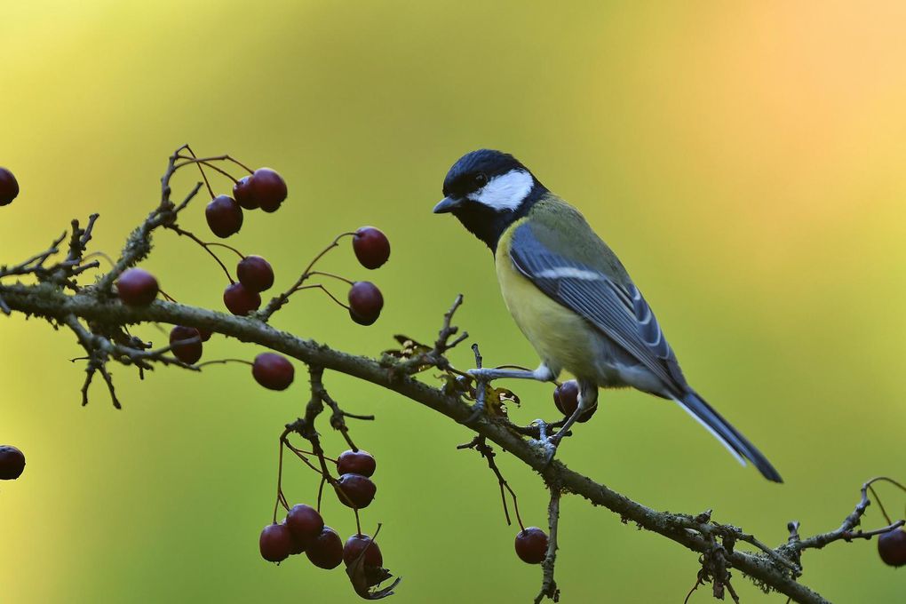 Mésange charbonnière.