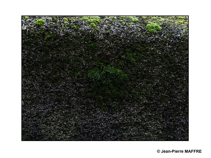 Quand la nature reprend ses droits sur un mur de pierre.