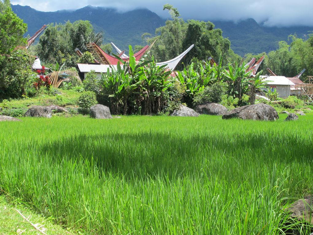 Album - 30---Centre-Sulawesi---Toraja