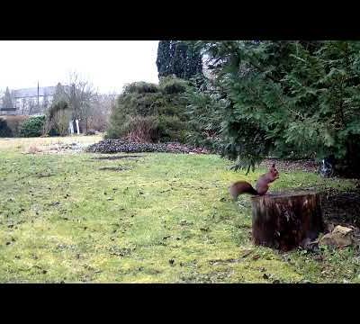 Le cache-noisettes en guest-star ...