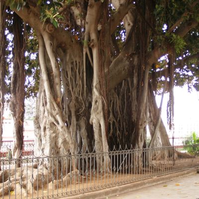 Tenerife (Espagne) octobre 2005